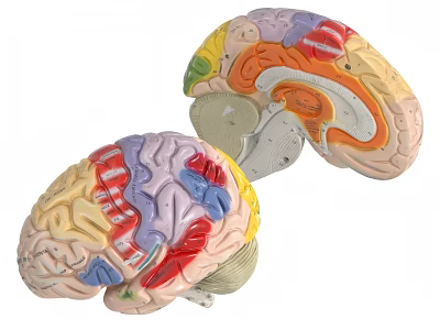 Educational Human Brain Anatomical Model With Colored Sections And Internal Structures 3d model