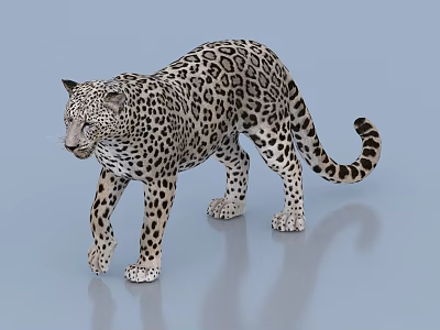 Modern leopard 3d model