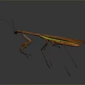 Brown Green Praying Mantis With Long Legs And Wings On Gray Background