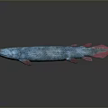 Realistic Aquatic Animal With Blue Green Body Red Fins Scales And Long Body