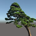 Elegant Pine Arbor With Unique Curved Trunk And Dense Green Foliage Design