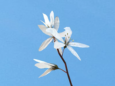 Beautiful White Flowers With Soft Petals Against Blue Background For Garden 3d model