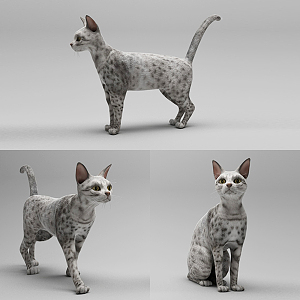 Modern Cat Pet Cat 3d model