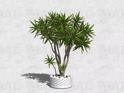 Bonsai Plant with Green Leaves and Multiple Branches in White Woven Pot Against Gray Wall 3d model