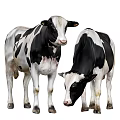 Two Black And White Holstein Cows Standing Side By Side Outdoors 3d model