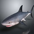 Realistic Gray Shark Model With Open Mouth Sharp Teeth And Dorsal Fin 3d model