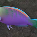 Vibrant Tropical Aquatic Fish Displaying Colorful Scales And Bright Hues