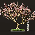 Elegant Bonsai Tree With Pink Flowers Green Grass And Purple Small Flowers