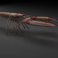 Colorful Marine Lobster With Long Antennas Large Claws And Vibrant Shell