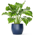 Modern Potted Plant With Lush Green Large Leaves In Blue Pot