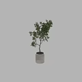 Chic Garden Decor Showcasing Two Trees in Concrete Pots With Small Pebbles 3d model