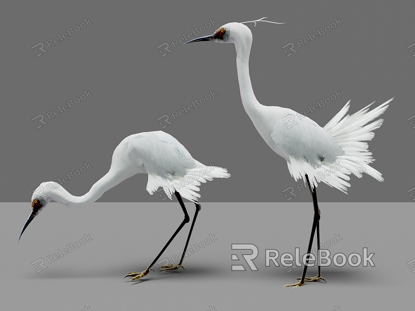 Two egrets Birds model