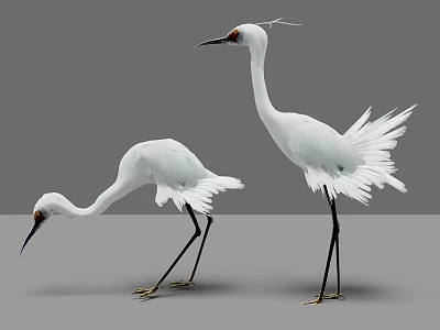 Two White Egrets with White Plumage and Long Legs in Different Postures Against Grey Background 3d model