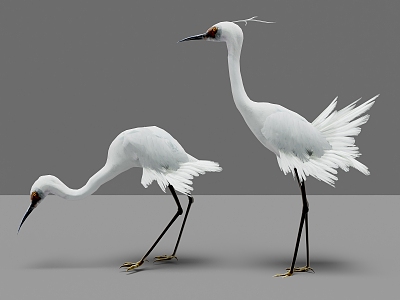 Two egrets Birds 3d model