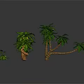 Various Sizes And Types Of Palm Trees With Small Green Plants Arrangement