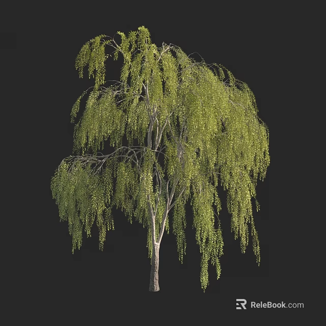 Tall Weeping Willow Tree With Drooping Branches And Lush Green Leaves 3d model 
