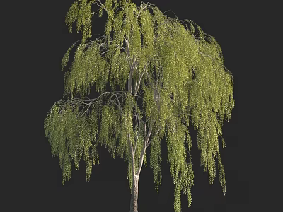 Tall Weeping Willow Tree With Drooping Branches And Lush Green Leaves 3d model