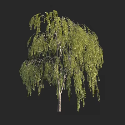 weeping willow tree 3d model