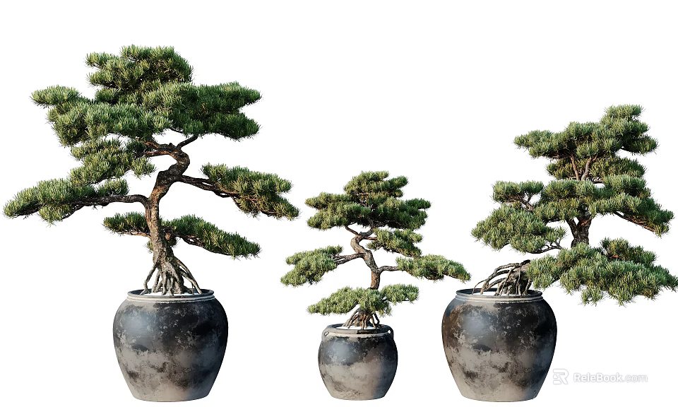 Three Shaped Pine Bonsai Potted Plants In Dark Clay Pots With Exposed Roots 3d model 