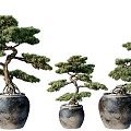 New Chinese Plant Bonsai Bonsai Green Plant Flowers Flowers Trees Plants Green Plant Wall Flower Pot 3d model