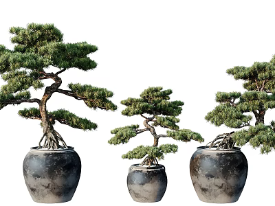 Three Shaped Pine Bonsai Potted Plants In Dark Clay Pots With Exposed Roots 3d model