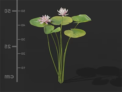 Pink Lotus Flowers With Green Stems And Lily Pads On Black Background With Cm Ruler 3d model