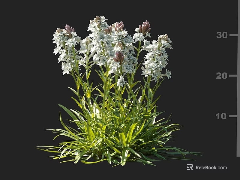White Flower Plant With Green Leaves Showing Growth Height Measurement Scale 3d model 