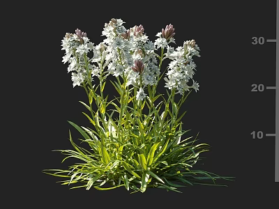 White Flower Plant With Green Leaves Showing Growth Height Measurement Scale 3d model