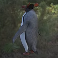 Flying Penguin With Black And White Feathers Red Crest Standing On Grassy Field