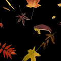 Beautiful Colorful Fall Leaves in Various Shapes Floating on Black Background