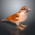 Small Brown Sparrow with Light Brown Feathers Standing on Shiny Black Surface in Gray Background
