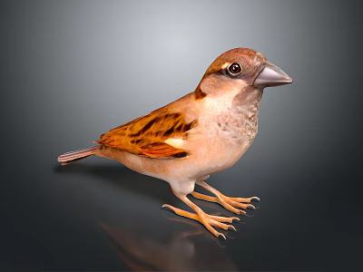 Small Brown Sparrow with Light Brown Feathers Standing on Shiny Black Surface in Gray Background 3d model