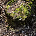 Garden Ornament Old Tree Stump Covered with Green Moss Surrounded by Fallen Leaves and Stones