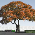 Tall Deciduous Tree With Orange Yellow Leaves Blue Sky White Wall And Green Grass
