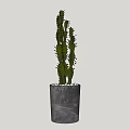 Cactus Bonsai Potted Plant in Gray Pot with White Pebbles Decoration