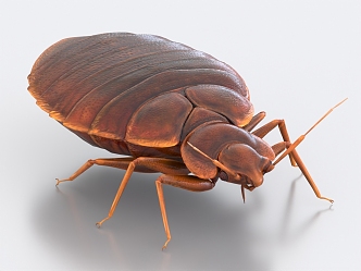 mite insect cockroach 3d model