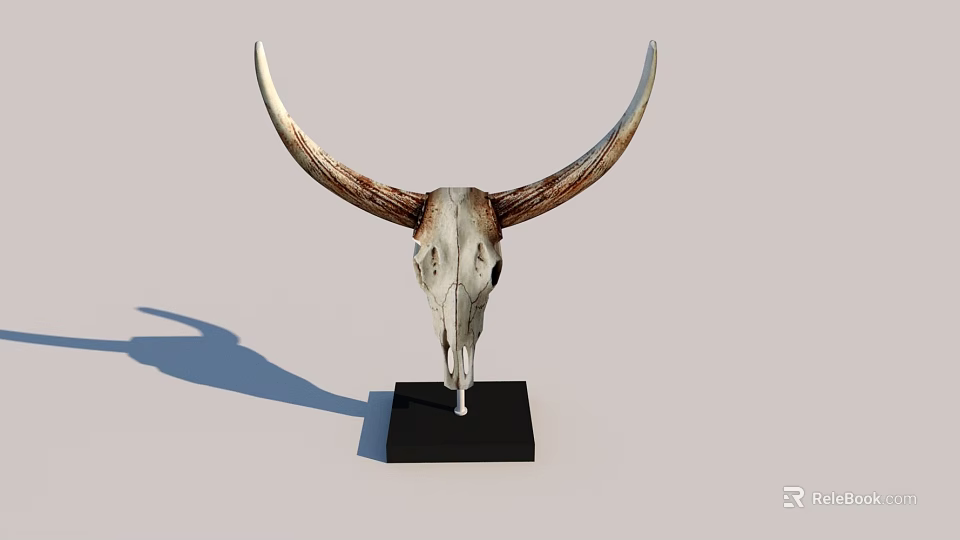 Rustic Decorative Ornament Combination With Cow Skull Long Horns And Black Base 3d model 