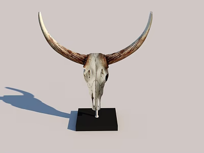 Rustic Decorative Ornament Combination With Cow Skull Long Horns And Black Base 3d model