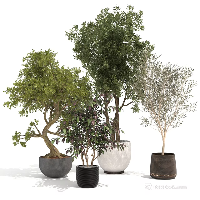 Bonsai Potted Plants With Curved Branches Various Foliage And Decorative Pots 3d model 