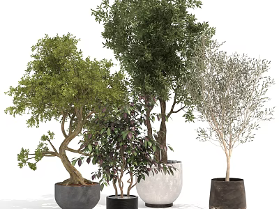 Bonsai Potted Plants With Curved Branches Various Foliage And Decorative Pots 3d model