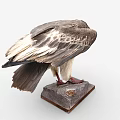 Vulture Taxidermy Specimen Standing on Stone Base with Gray White Feathers Red Head Red Feet
