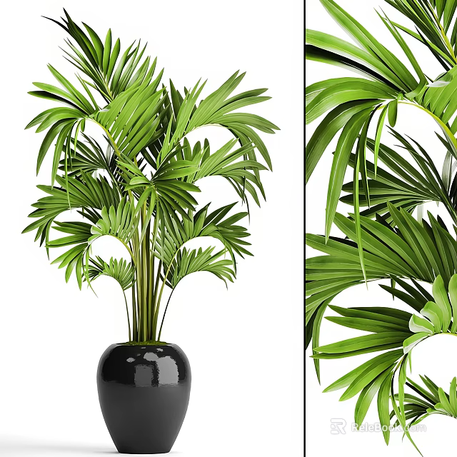 Potted Palm Plant with Lush Green Leaves in Black Ceramic Pot Indoor Decorative Foliage 3d model 