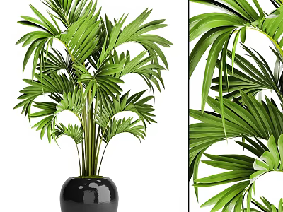 Potted Palm Plant with Lush Green Leaves in Black Ceramic Pot Indoor Decorative Foliage 3d model