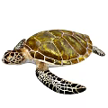 Marine Aquatic Sea Turtle With Golden Brown Patterned Shell And Detailed Flippers