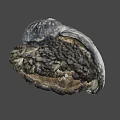 Textured Spiral Seashell With Natural Rock Like Base On Gray Background