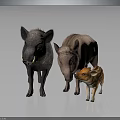Three Wild Boars with Different Sizes and Colors Including Striped Piglet
