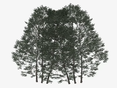 Tall Arbor Trees With Lush Green Foliage And Straight Trunks In Natural Scene 3d model