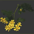 Yellow Flowers With Green Leaves Stems And Small Single Bloom On Dark Background