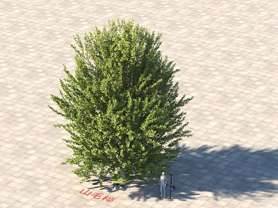 Modern Beech Beech Plants 3d model Modern Beech Beech Plants 3d model