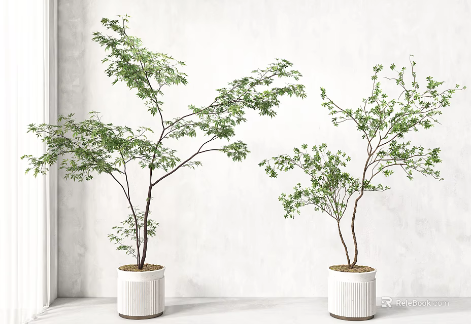 Indoor Bonsai Plants In White Ceramic Pots With Green Foliage And Minimalist White Wall 3d model 